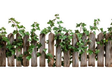 Ivy crawls on weathered wooden fence, green foliage