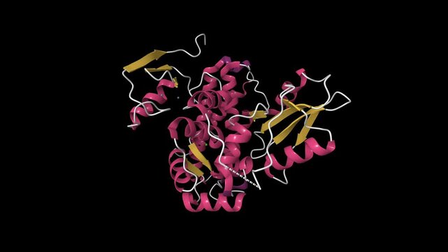 Structure of native c-Cbl. Animated 3D cartoon model, pdb 2y1m, secondary structure color scheme, black background.