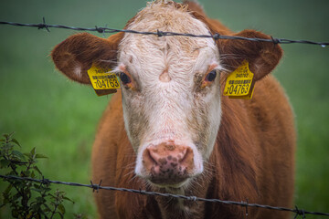 Brown and white cow behind a barbed wire fence