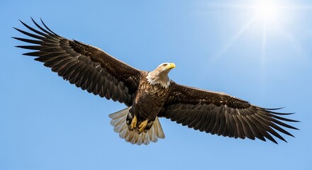 Obraz premium Majestic White-tailed Eagle Soaring in a Bright Blue Sky with Sun Glare, Wings Fully Extended.