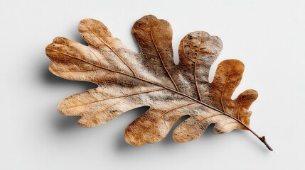 A detailed close up of a single brown oak leaf adorned with sparkling glitter against a clean white textured surface, evoking an autumn theme.