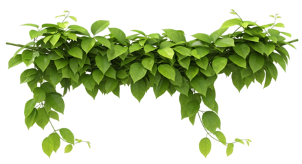 Abundant green vine with cascading leaves on a black background isolated on a transparent background