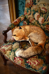 A wild animal sleeps on an antique