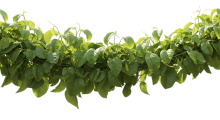 Dense Green Vine with Abundant Heart- Shaped Leaves isolated on a transparent background
