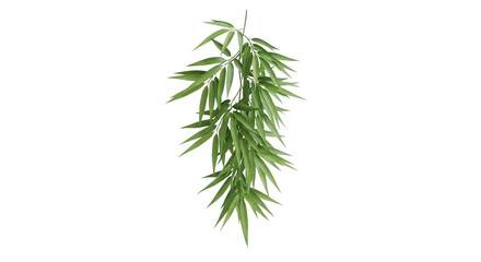 Obraz premium Green Bamboo Leaves Hanging Down Isolated plant isolated on a transparent background