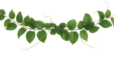 Obraz premium Green Vine Garland with Heart Shaped Leaves b8ed3786093a6b483344bc2b2fe9783cdr isolated on a transparent background