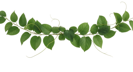 Green Vine Garland with Heart Shaped Leaves b8ed3786093a6b483344bc2b2fe9783cdr isolated on a transparent background