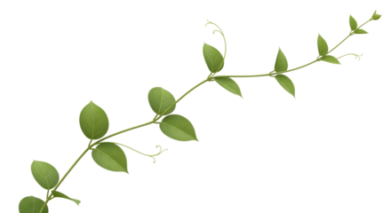 Green Vine with Heart-Shaped Leaves and Tendrils image isolated on a transparent background