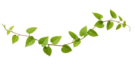Obraz premium Heart- Shaped Green Leaves on a Winding Vine Against Black isolated on a transparent background