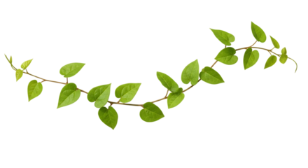 Heart- Shaped Green Leaves on a Winding Vine Against Black isolated on a transparent background