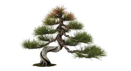 Twisted Pine Bonsai Tree on Black Background c30c7d4228a910dbc29443aff9814c13dr isolated on a transparent background