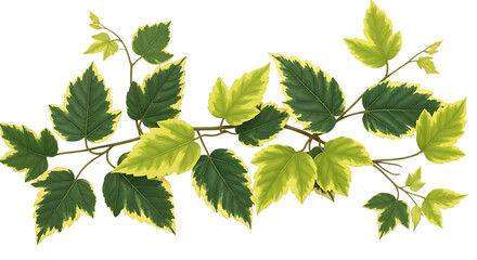 Variegated Green and Yellow Leaves on a Branch Keywords: variegated leaves, green leaves, yellow isolated on a transparent background