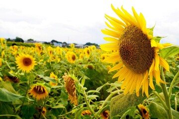 ひまわりの丘公園