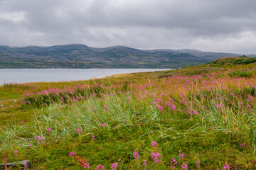 Russia, Murmansk Oblast, Rybachy Peninsula. Barents Sea coast. August 2025