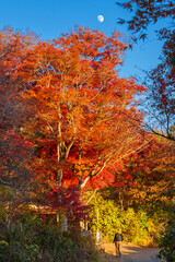 Autumn and foliage in Japan. Beautiful momiji (maple red leaves) at Mount Takao