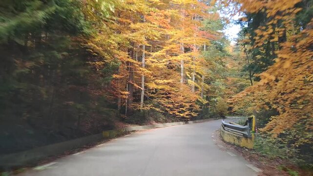 Beautiful trees with autumn leaf colors at Transbucegi in southern Carpathian mountains, Romania
