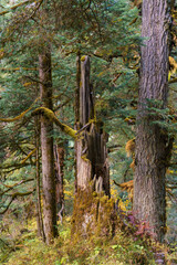 Ancient Forest Stump Covered Moss
