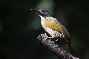 Grey-headed woodpecker