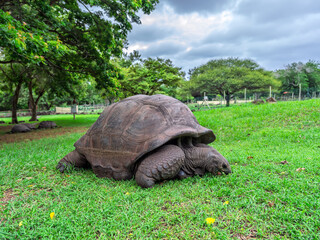 Fototapeta premium A magnificent Aldabra giant tortoise, an iconic symbol of longevity, peacefully grazing on lush green grass under a dramatic cloudy sky, with other tortoises and verdant trees in the background