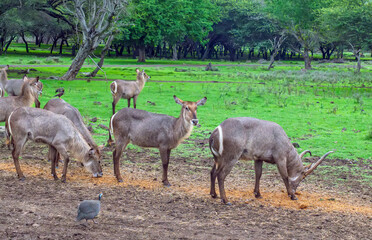 Serene gathering of waterbucks in lush African savanna, with several individuals gracefully foraging on the dry ground, while others stand alert in the verdant landscape, accompanied by guinea fowl