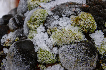 Close-Up of Frosted Rocks with Moss in Natural Setting with focus in foreground