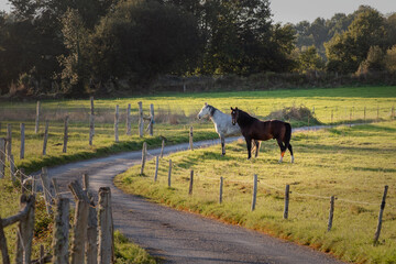 Horses grazing in the Galician mountains, A Fonsagrada, Galicia, Spain