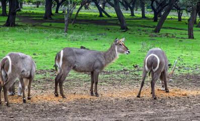 Obraz premium Three majestic waterbucks captured in a serene moment in the savanna; two individuals with their heads down, actively feeding, and one observing its surroundings