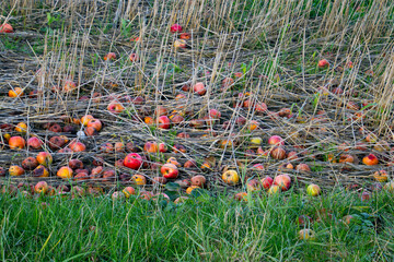 Colorful Rotten Apples on Ground in Overgrown Field with Dry Grass