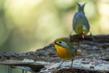 Red-billed leiotrix (Leiothrix lutea), searching for food in its natural habitat
