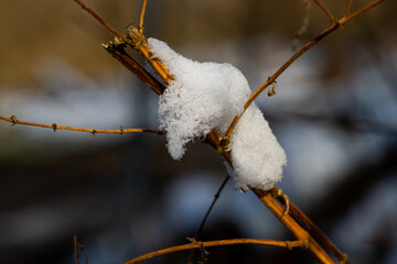 Close Up of Snow on Tree Branch in Winter Scene