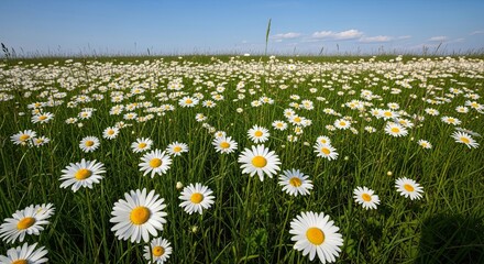 Vast Field of White Daisies Under a Clear Blue Sky on a Sunny Day.
