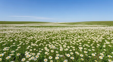 Vast Field of White Daisies Under a Clear Blue Sky.