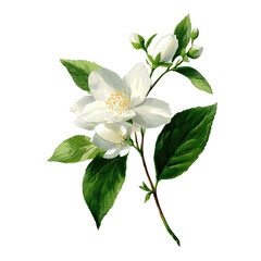 White jasmine flowers and buds on a stem with green leaves