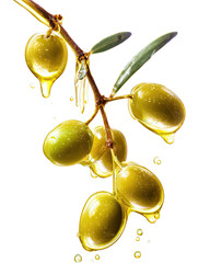 Olives dripping with oil on a branch
