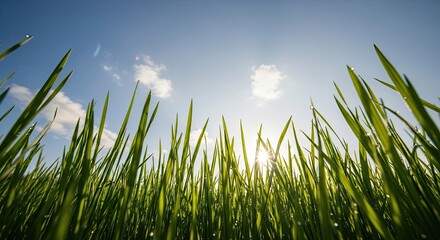Green blades of grass reaching towards the bright blue sky with sun shining through.