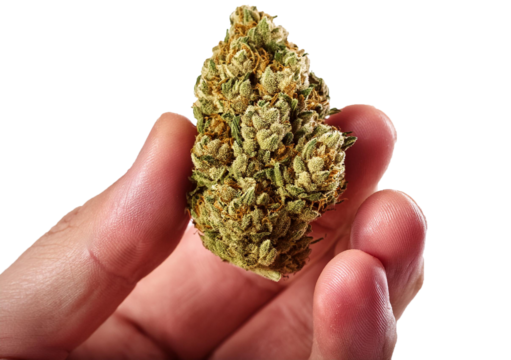 Hand full holding medical marijuana bud isolated on transparent or white background