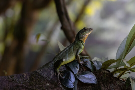 ตะกอง Chinese Water Dragon 