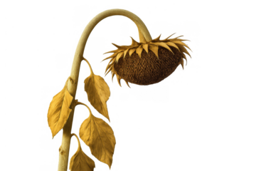 Dried sunflower plant drooping in autumn, concept of decline, end of season, and wilting nature, transparent background