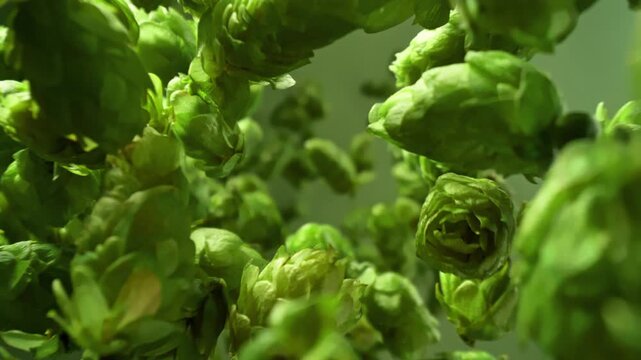 Super Slow Motion Detail Shot of Falling Pile of Fresh Green Hops at 1000 fps.
