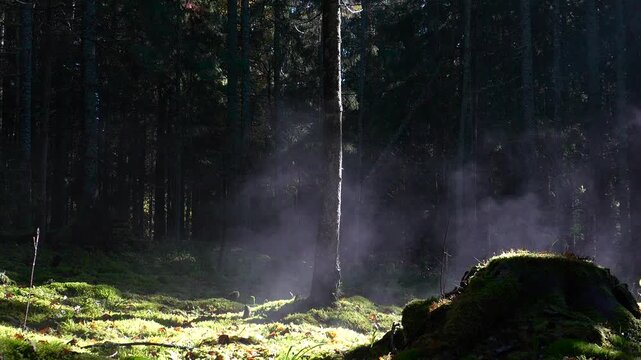 The Red, or Vishtynetsky, forest in autumn. Evaporation from plants. The steam is illuminated by the sun.