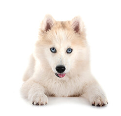 Pomsky in studio