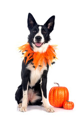 young border collie