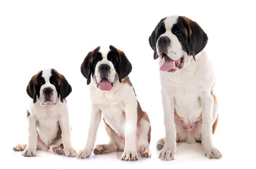 puppies saint bernard in studio