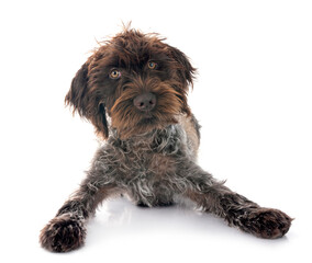 Wirehaired Pointing Griffon