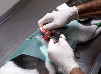 dog sterilization and vet