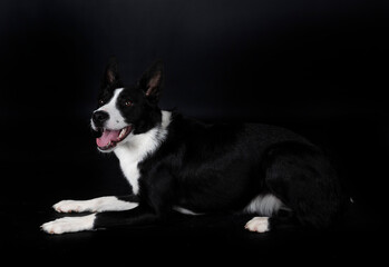 puppy border collie