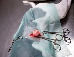 dog sterilization and vet