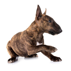 miniature bull terrier in studio