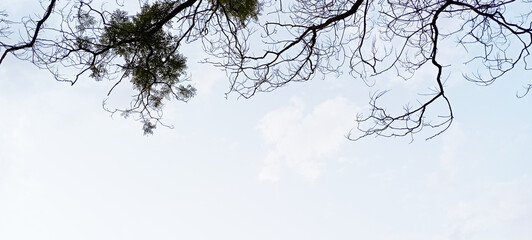 Bare tree branches against bright winter sky background.