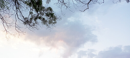 Bare tree branches against bright winter sky background.